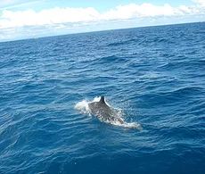 a dolphin swimming above water