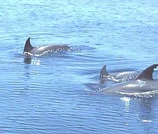 dolphins swimming above water