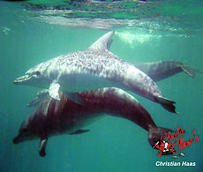 dolphins under water