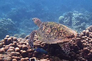 a turtle underneath the Indian Ocean by Wasini Island