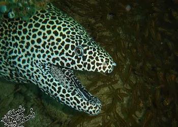 scuba-diving-fish