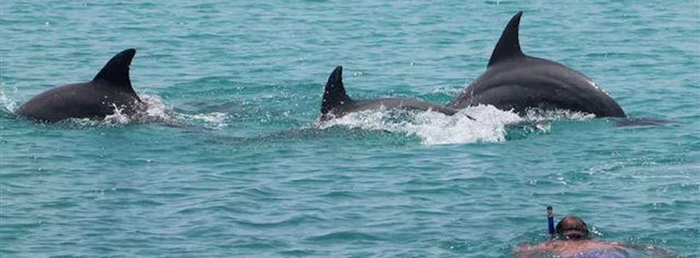 snorkeling with dolphins