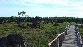 Wasini Womens Boardwalk during low tide